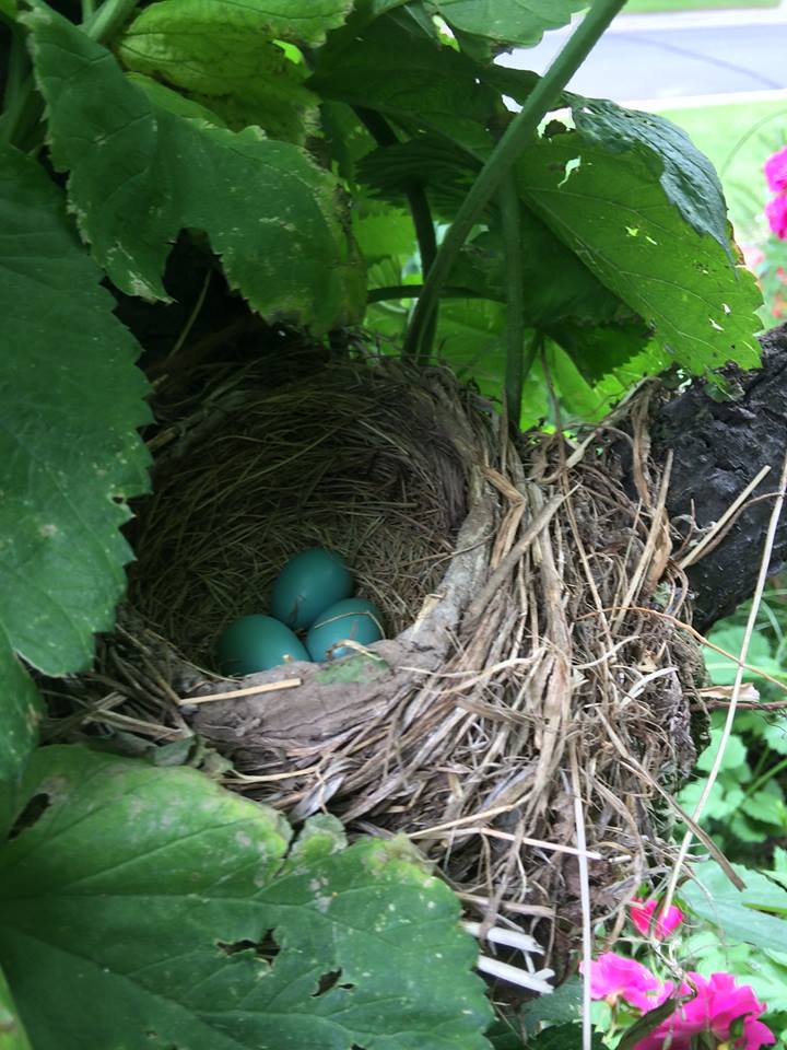 Robins nest in hops vine