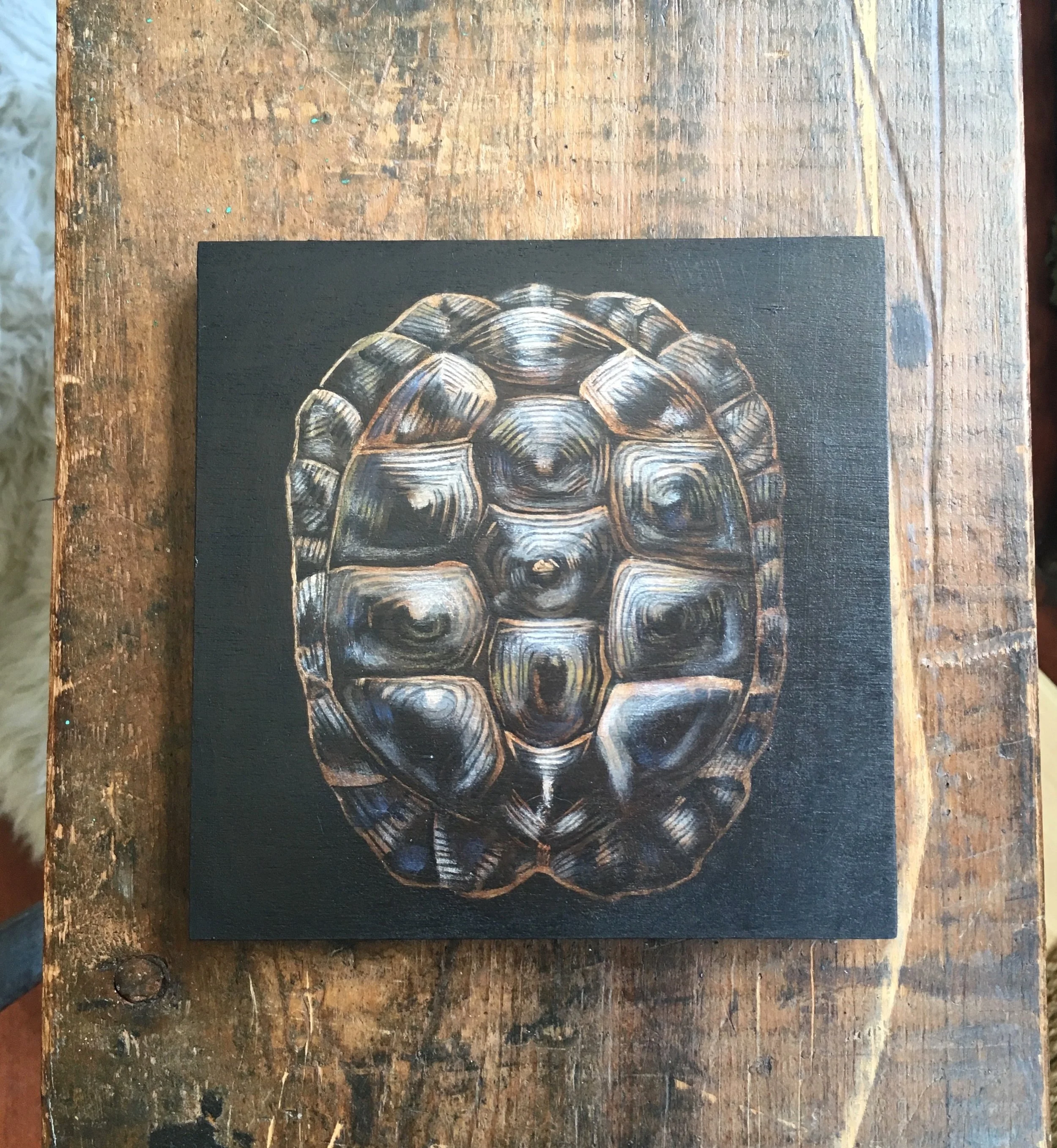 Part 1: Creator | No. 8 : turtle
