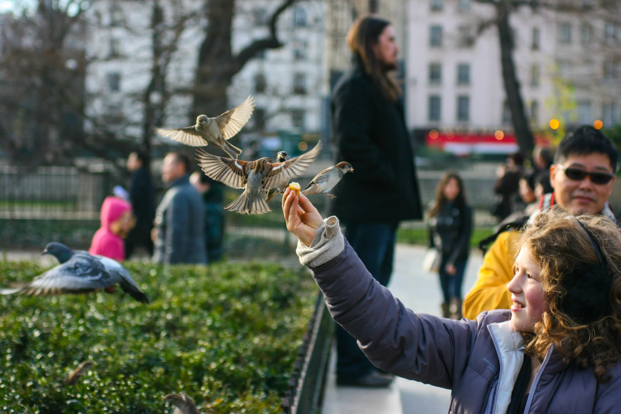 Paris_sparrows.jpg