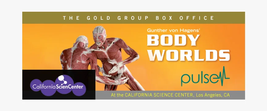 Body Worlds Pulse