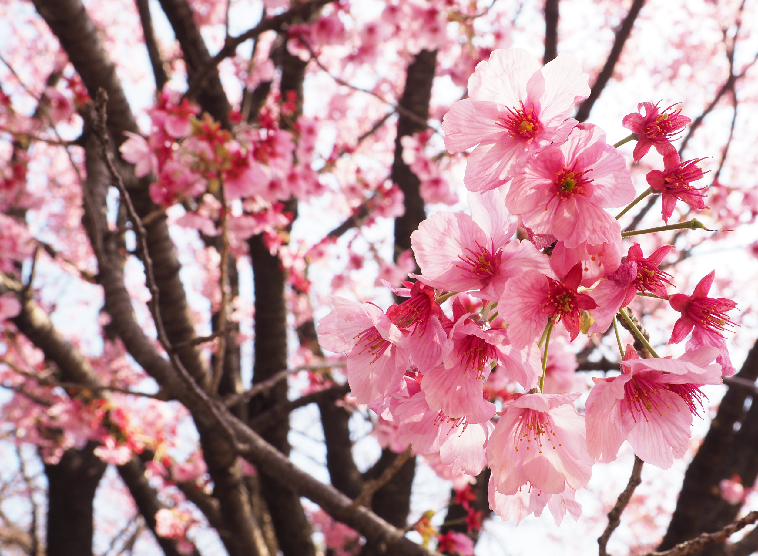 Sakura in full bloom - Shinjuku Gyoen