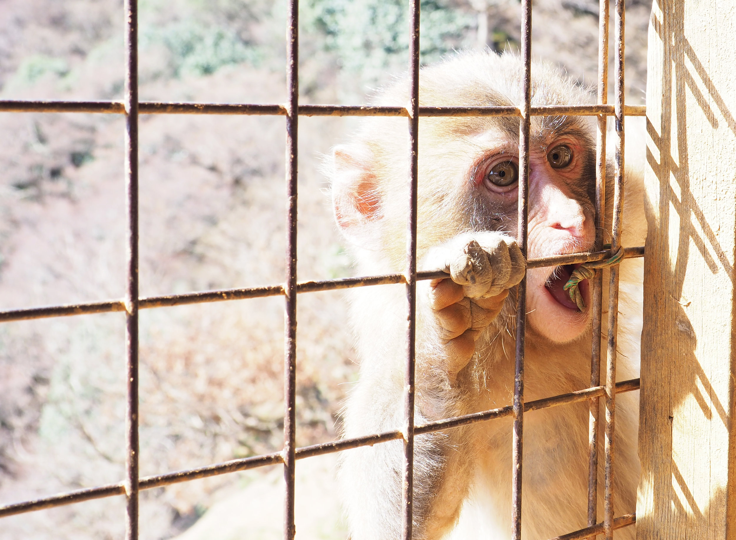 Arashiyama Monkey Park
