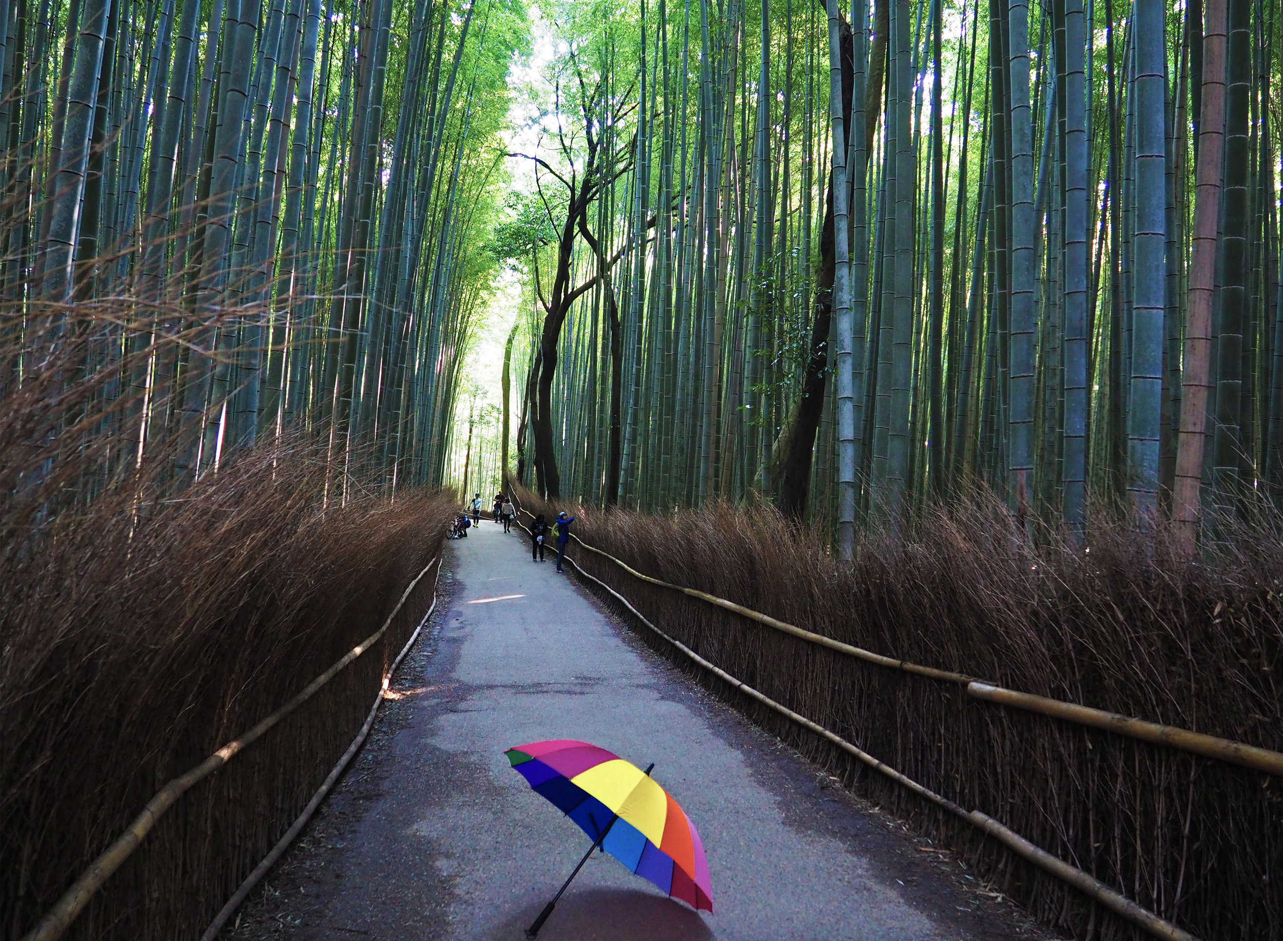 Arashiyama Bamboo Grove