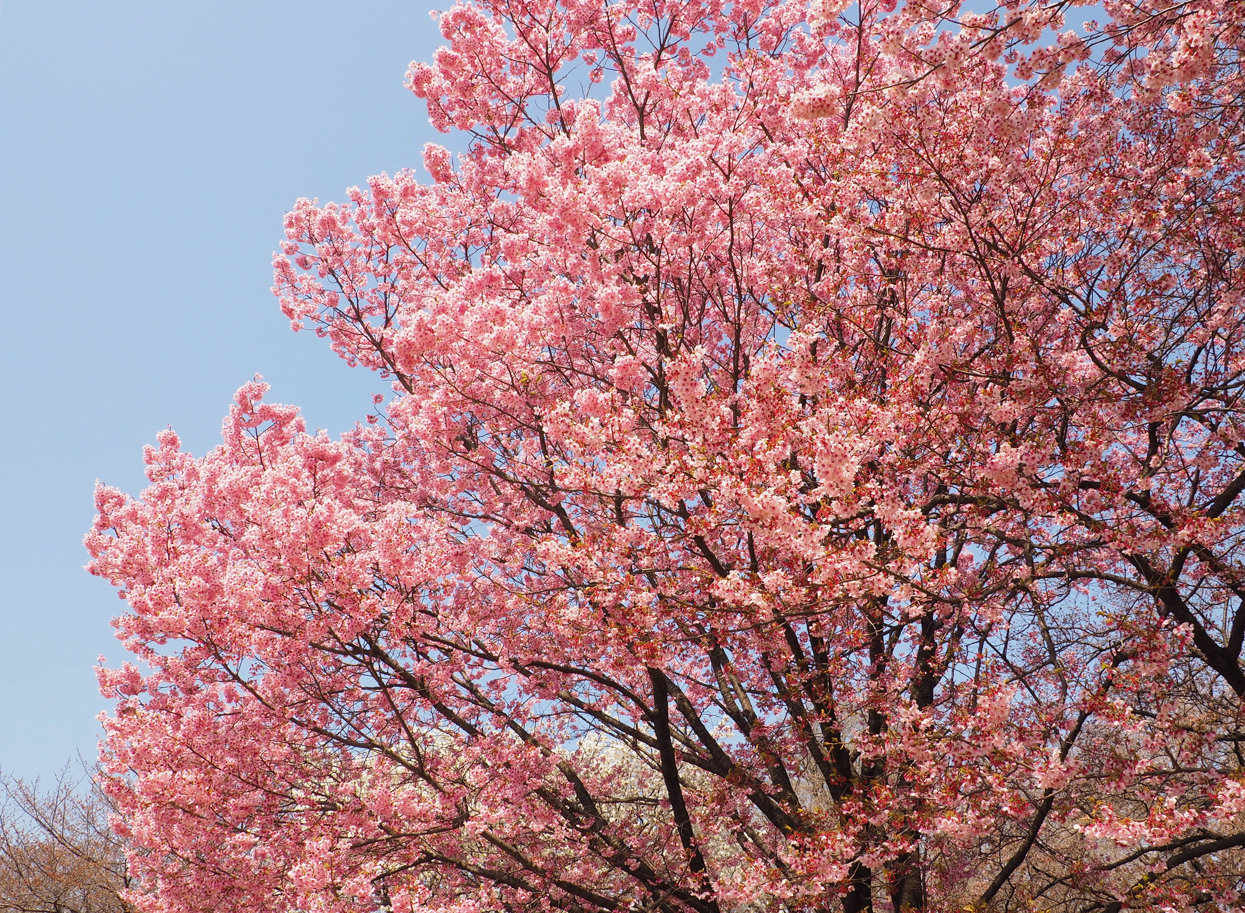 Sakura at Shinjuku Gyoen