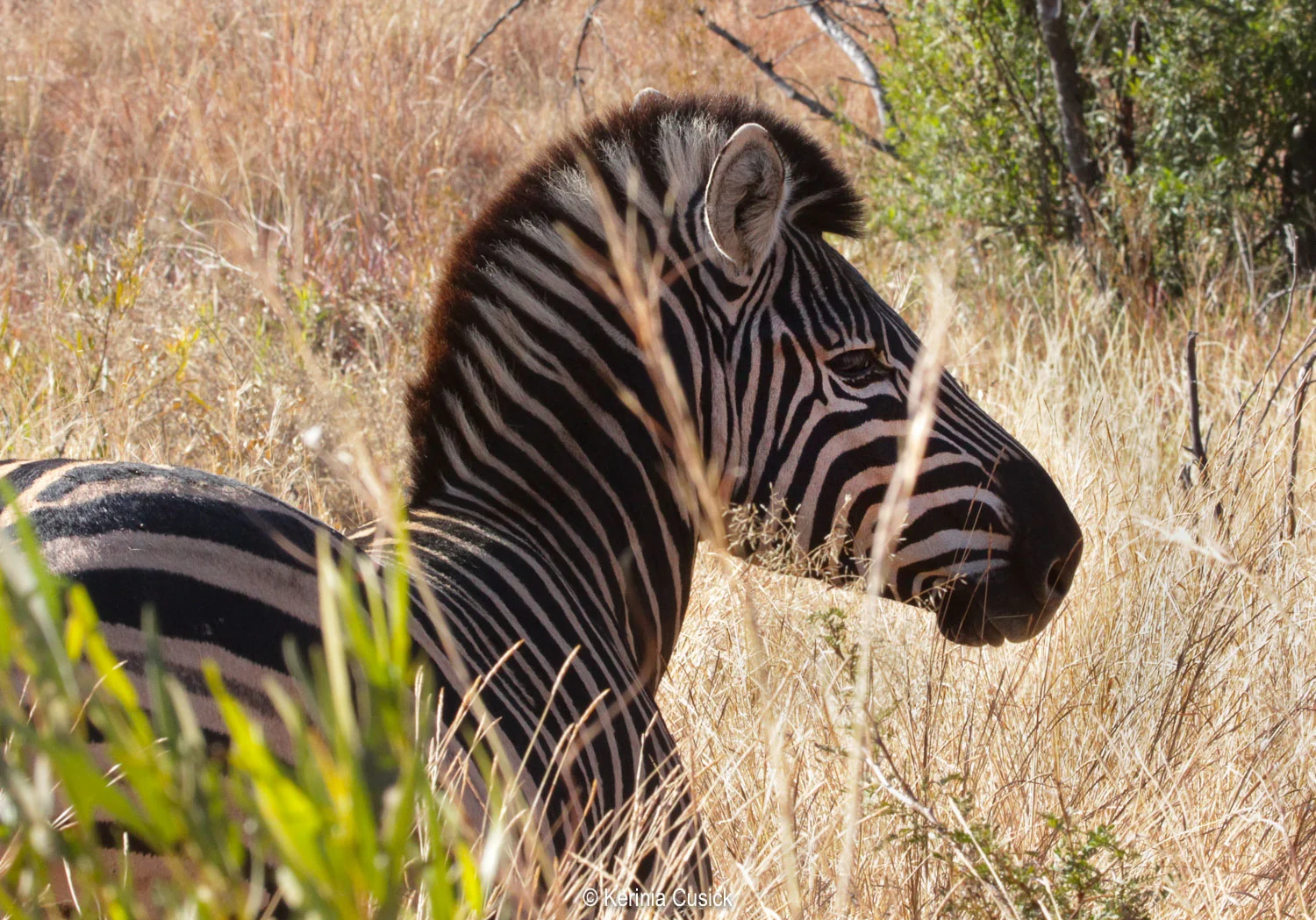 Spectacularly photogenic zebra are everywhere in Pilanesberg