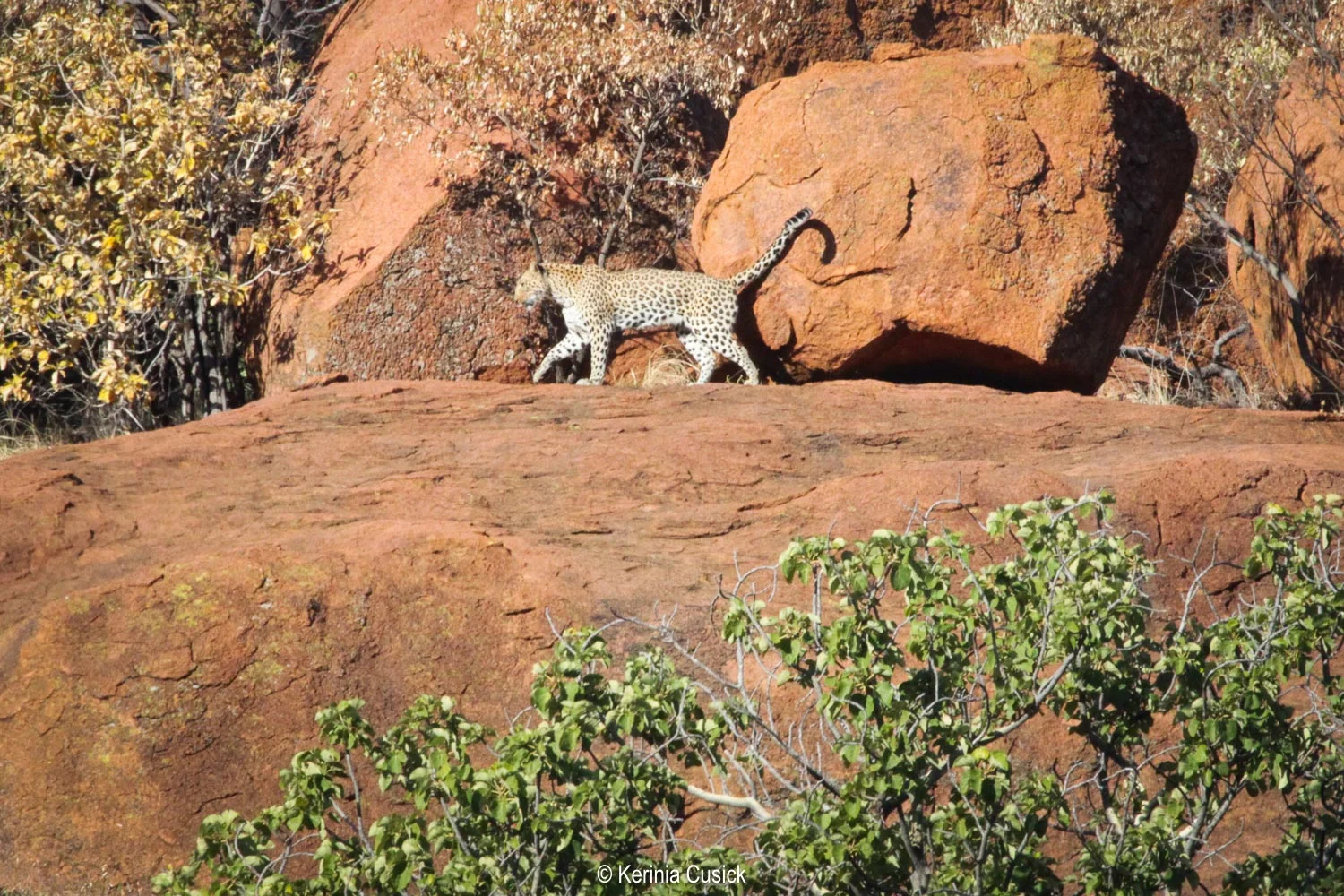 The leopard sighting only lasted about 2 minutes, I had to be quick with the camera