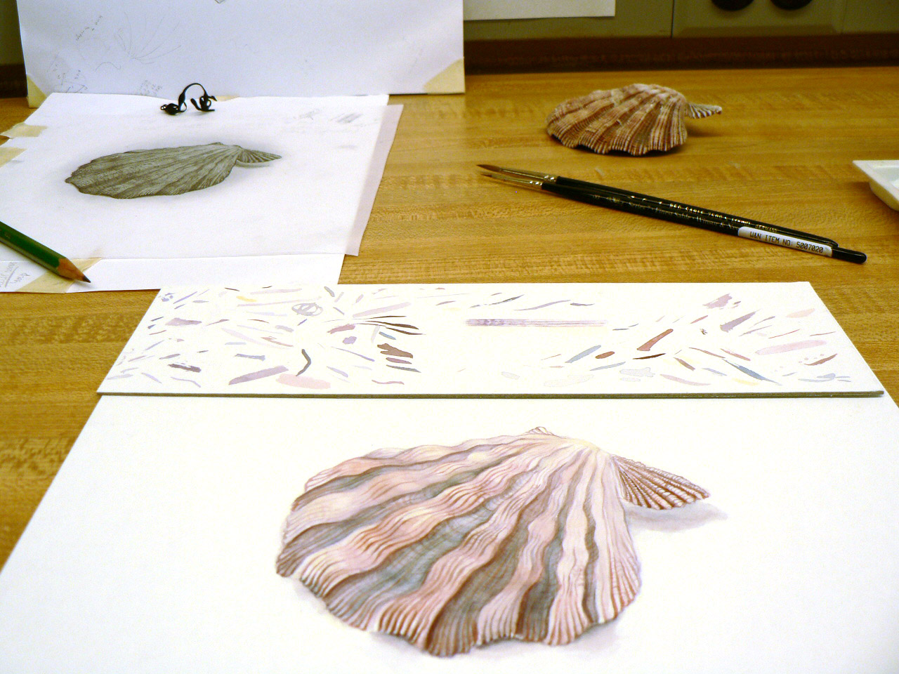 The Class : My first specimen! A shell collected on the shore.