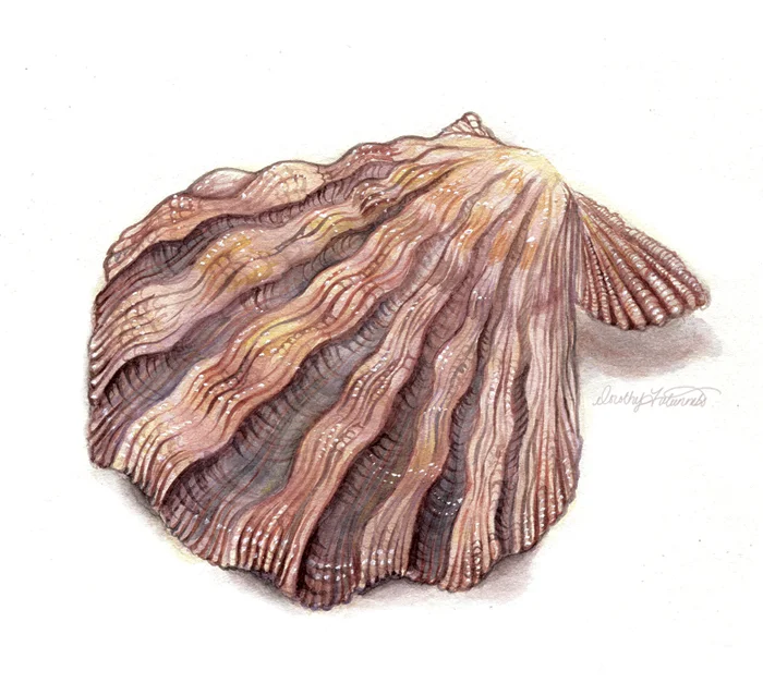 shell_watercolor.jpg