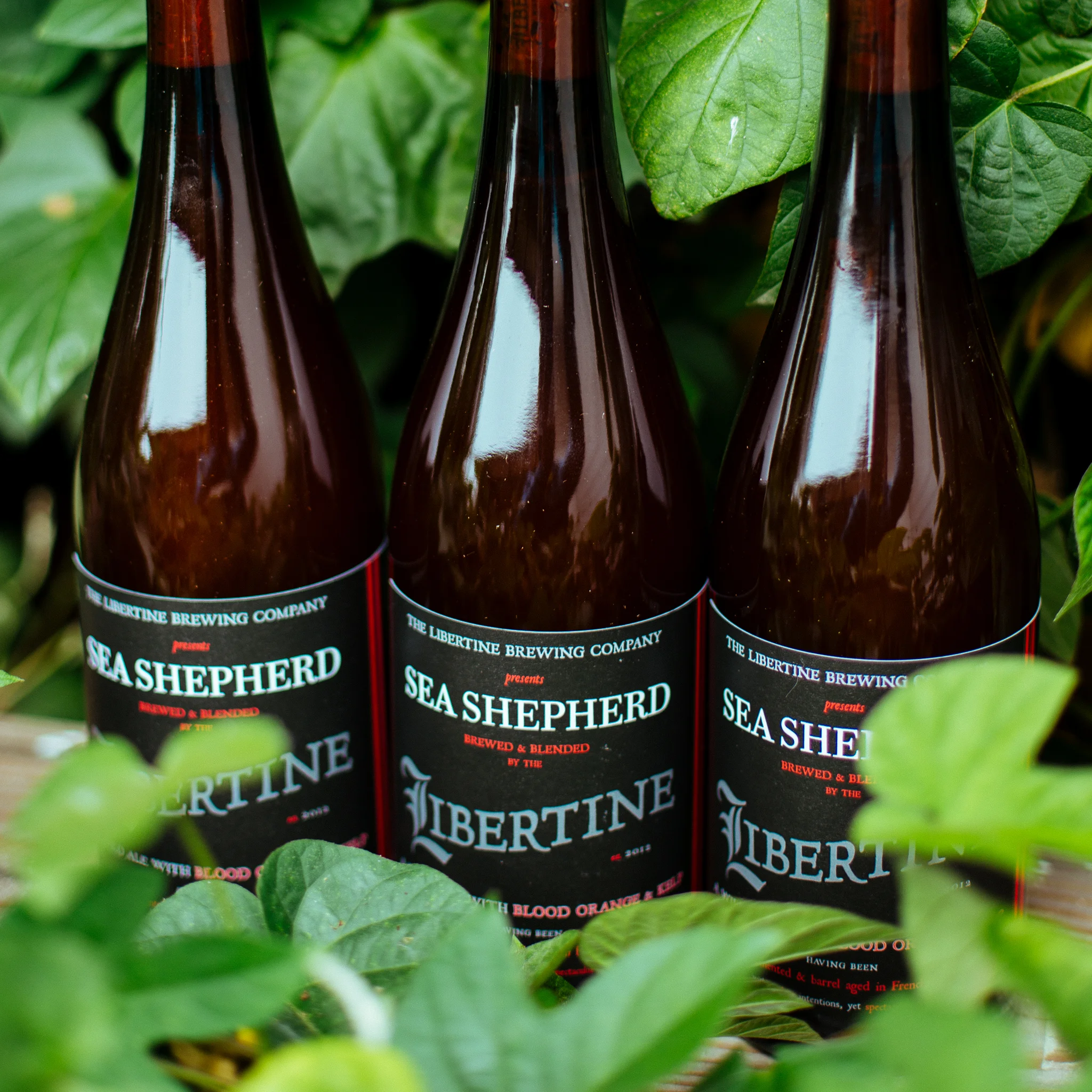 Sea Shepherd Gose (3 PACK)