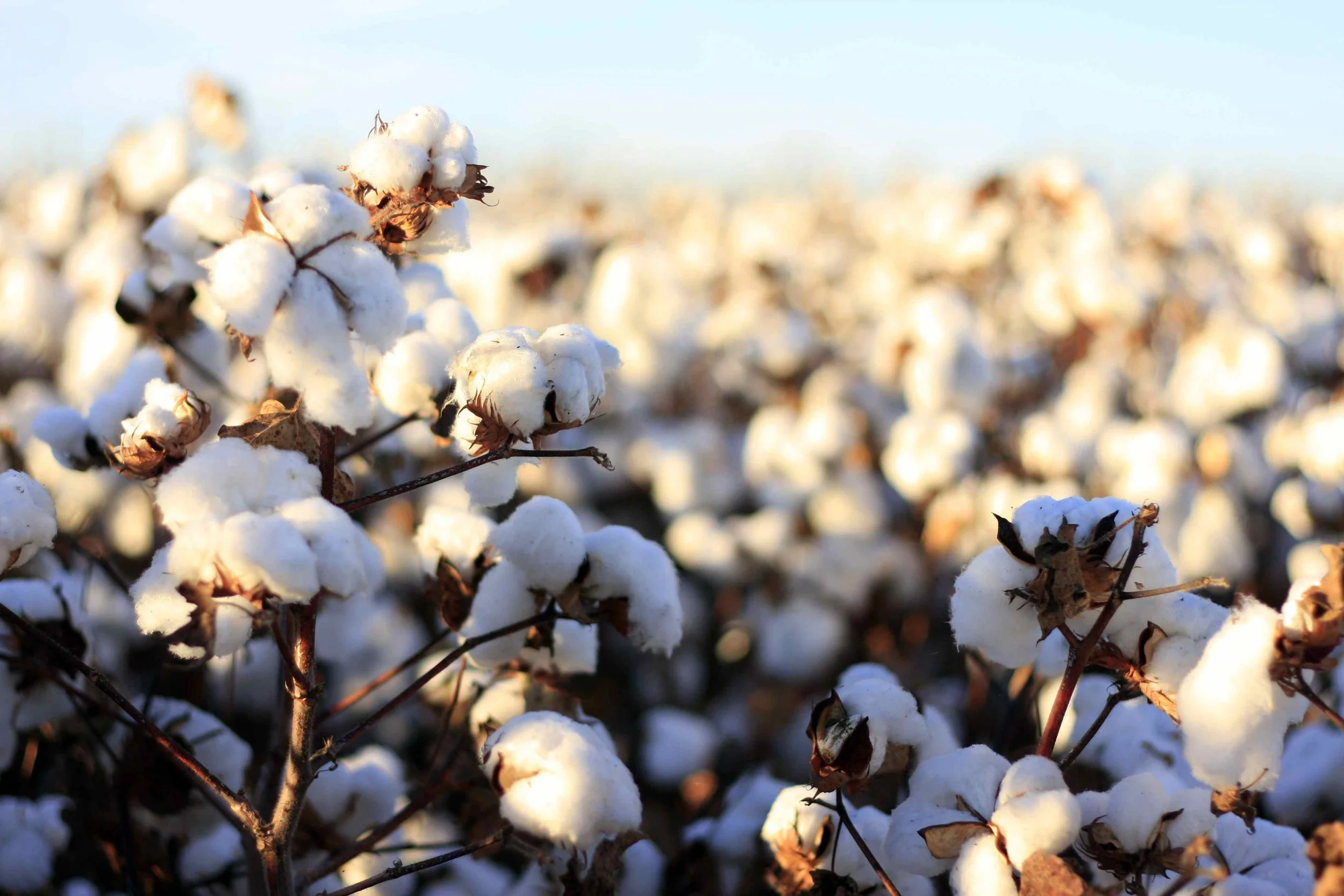 COTTON