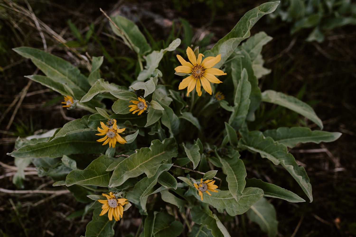 03_mules-ears_wildflowers.jpg