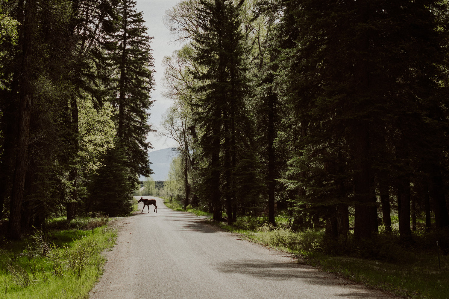 22_moose-jackson.jpg