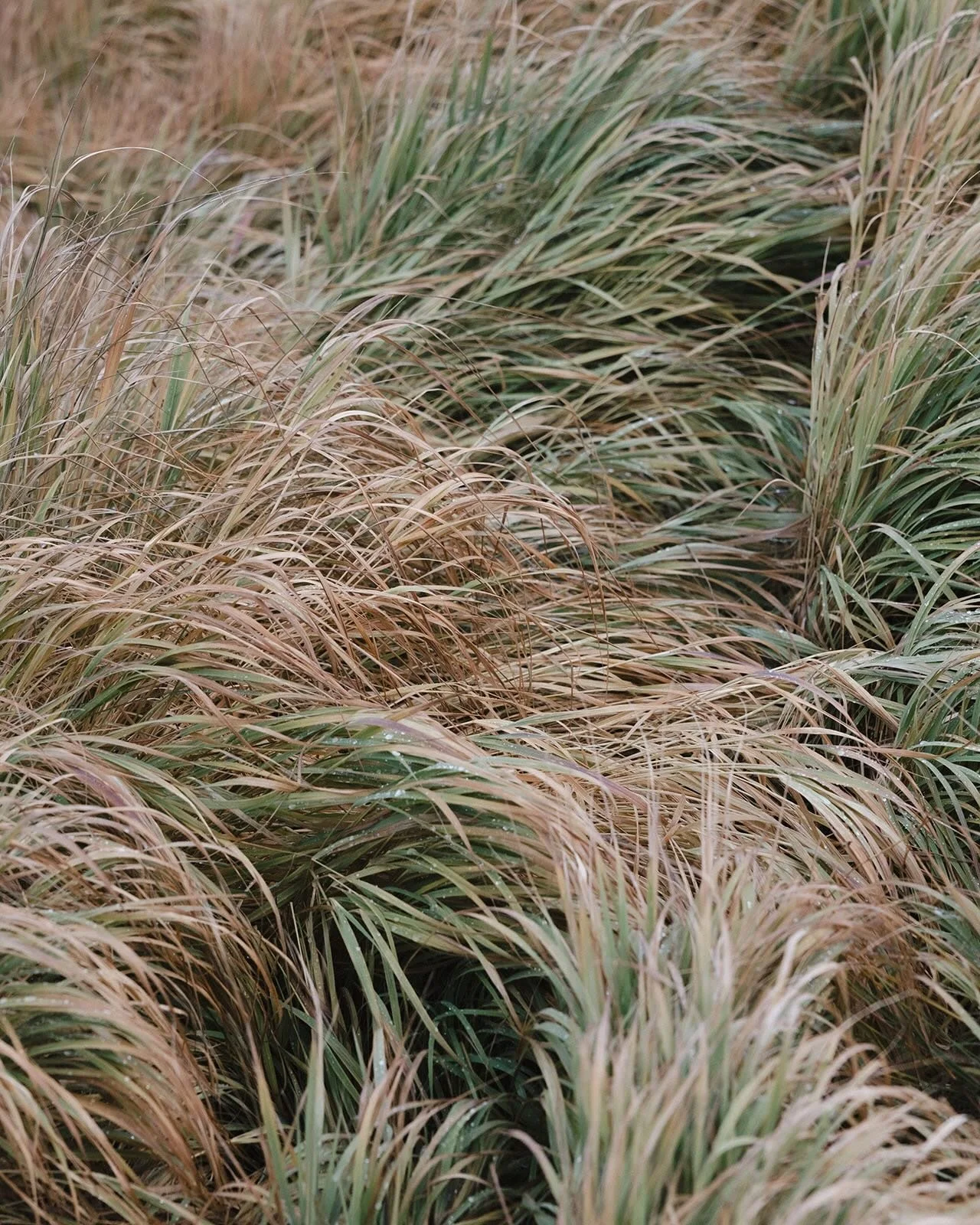 a sweet elopement in the mountains of Colorado. One of my last weddings this year. It rained a little on their wedding day, which actually dusted the peaks of the mountains in light snow, the first snow of the changing season. 

I don&rsquo;t get to 