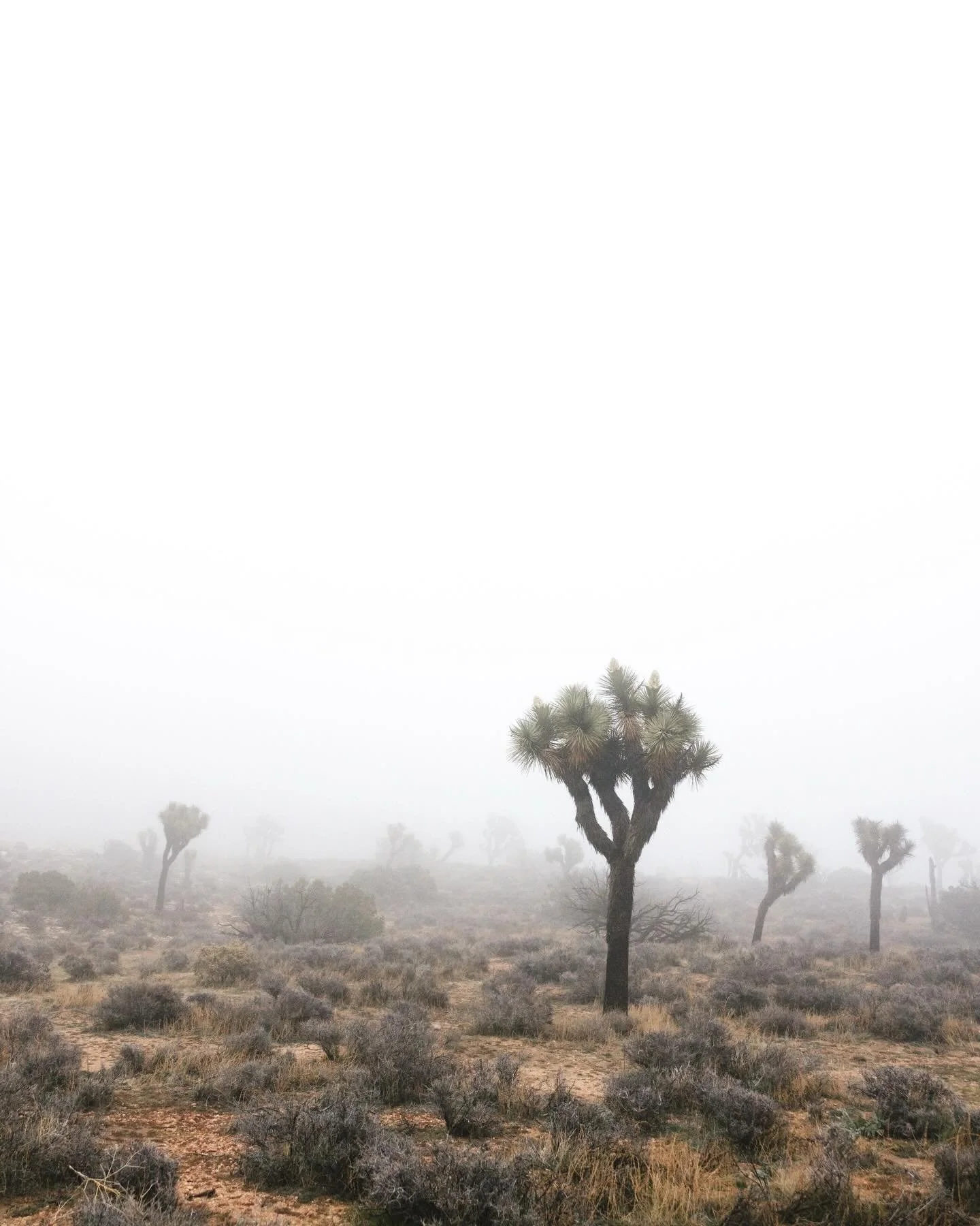 I&rsquo;ve never seen anything like what I saw in Joshua Tree last night. A mystical fog blanketing the desert. Luckily I brought my camera with me just in case.

I keep trying to write a recap of the year and the words just come out sappy and insuff