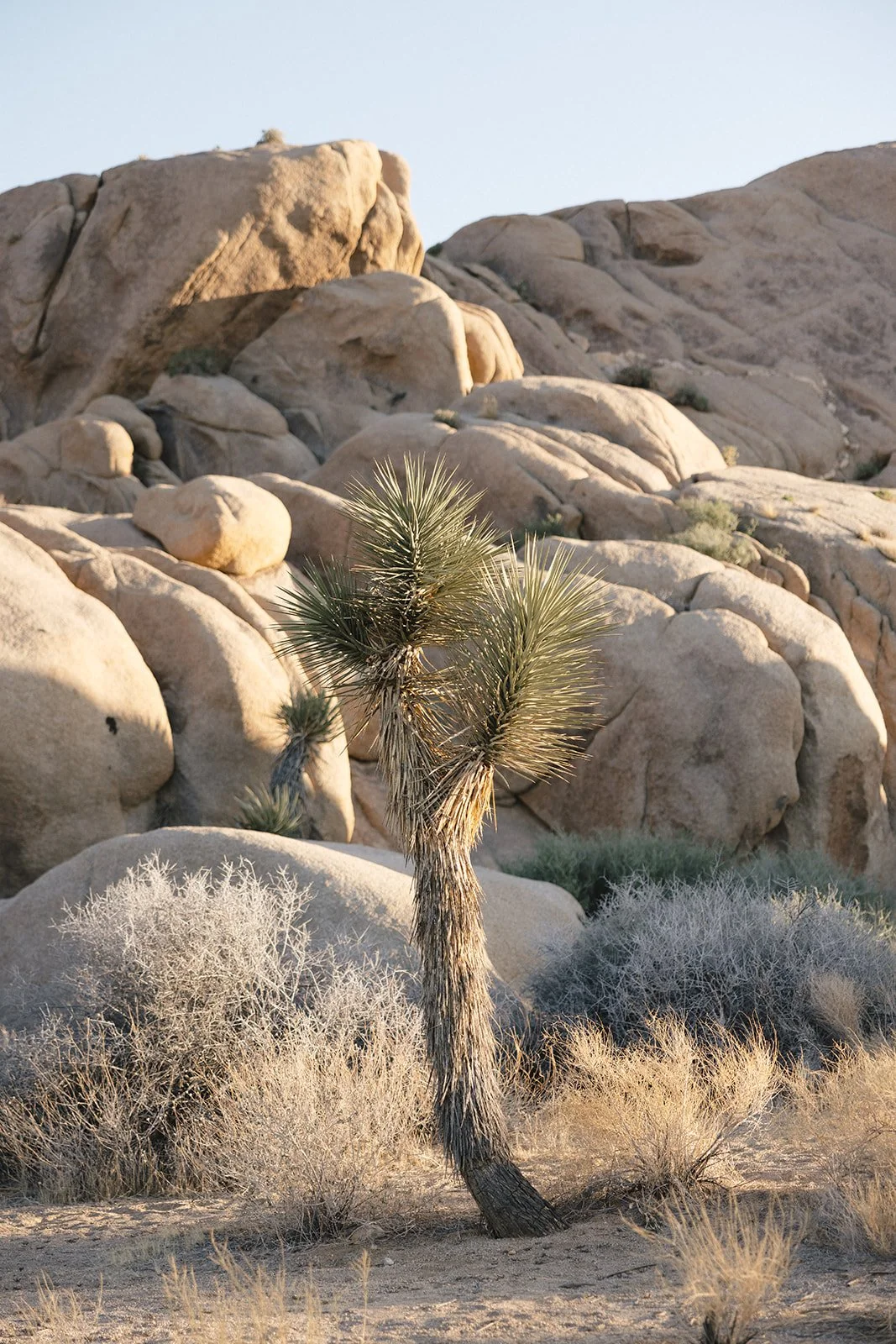 joshua-tree-elopement-photographer-00009.jpg
