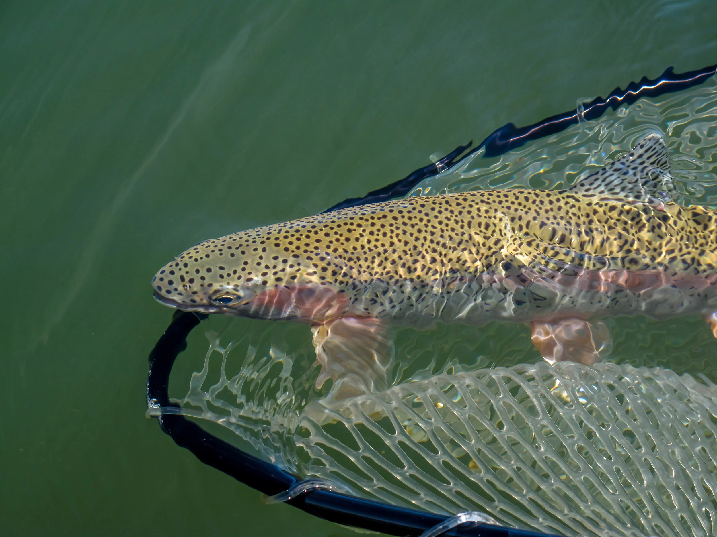 Divider of Part1. Rainbow Release-2.jpg