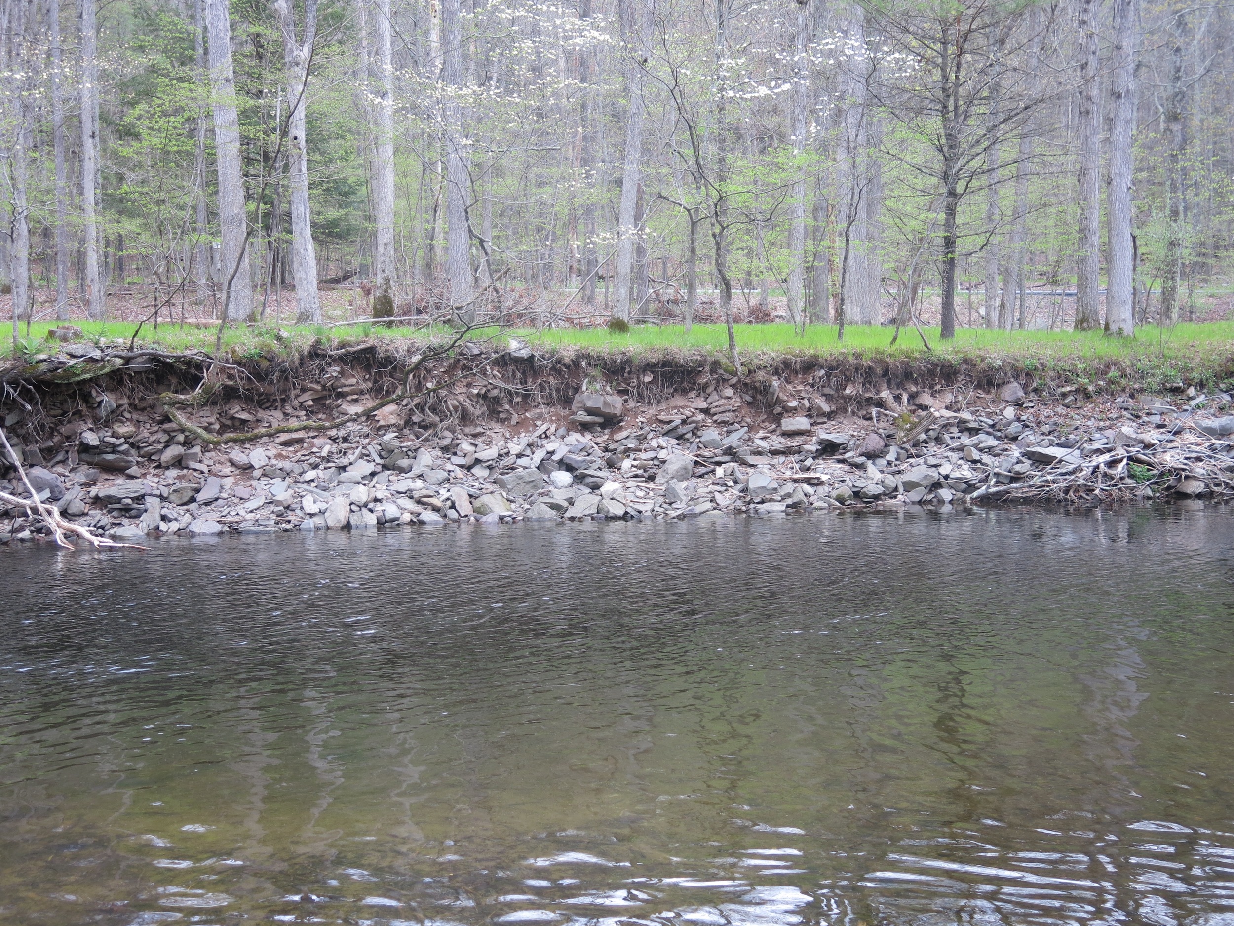 Figure 24. Erosion. Note absence of trees. Brodhead Creek, Analomink, Pennsylvania.