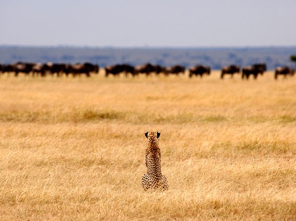 Figure 30. A simple food chain: Sun-grass-herbivores-carnivore.