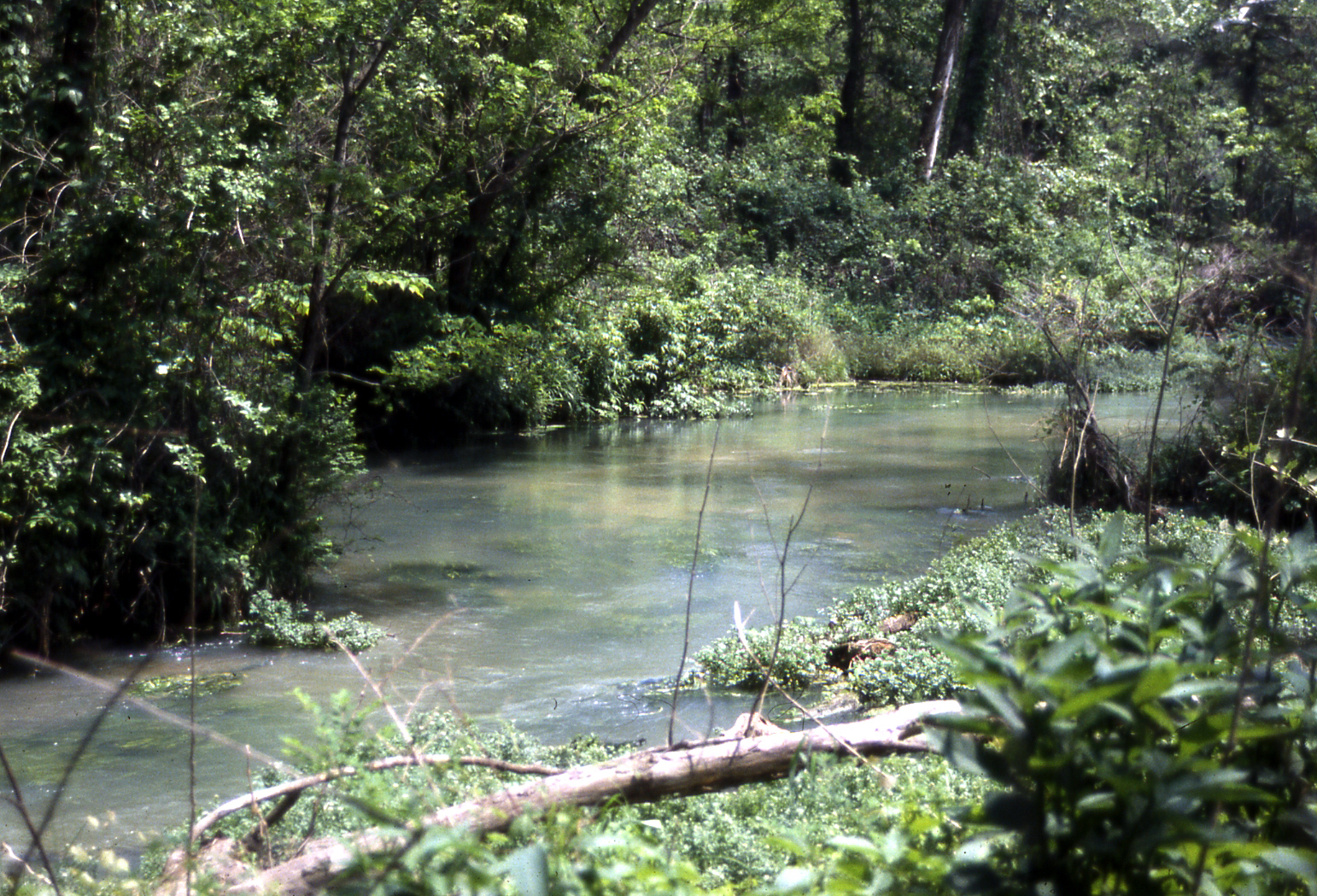 Figure 31. Unnamed limestoner, central Missouri.