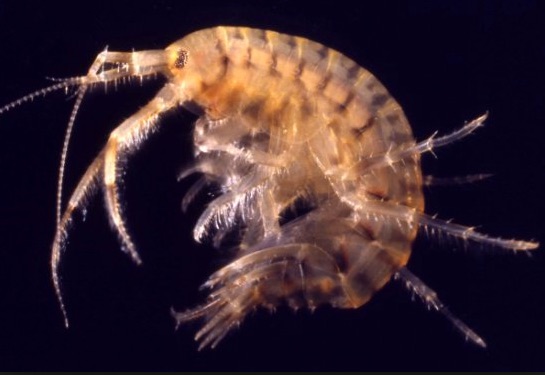 Figure 33 . Scud (crustacean).