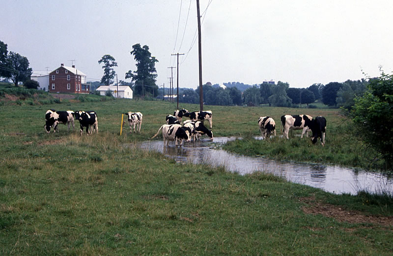 Figure 35. Cattle encroaching on a limestoner, central Pennsylvania.