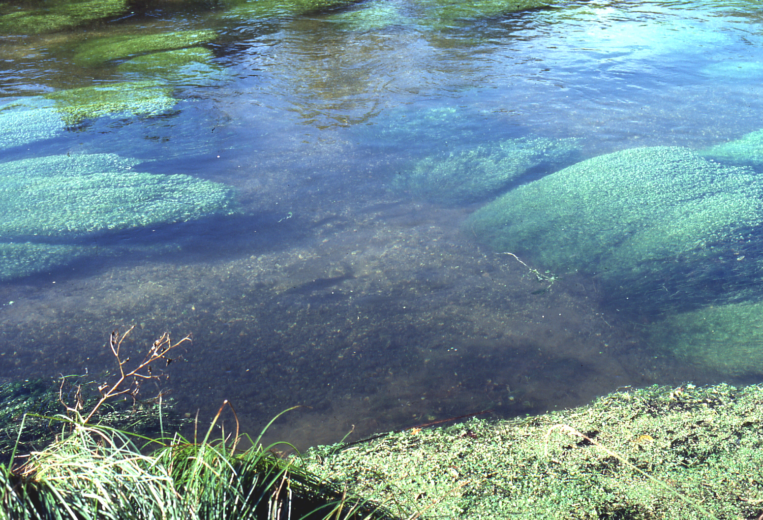 Macrophytes and trout. Limestone Stream, South England.