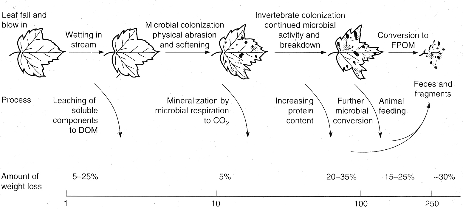 Figure 41. Stages of leaf degradation.