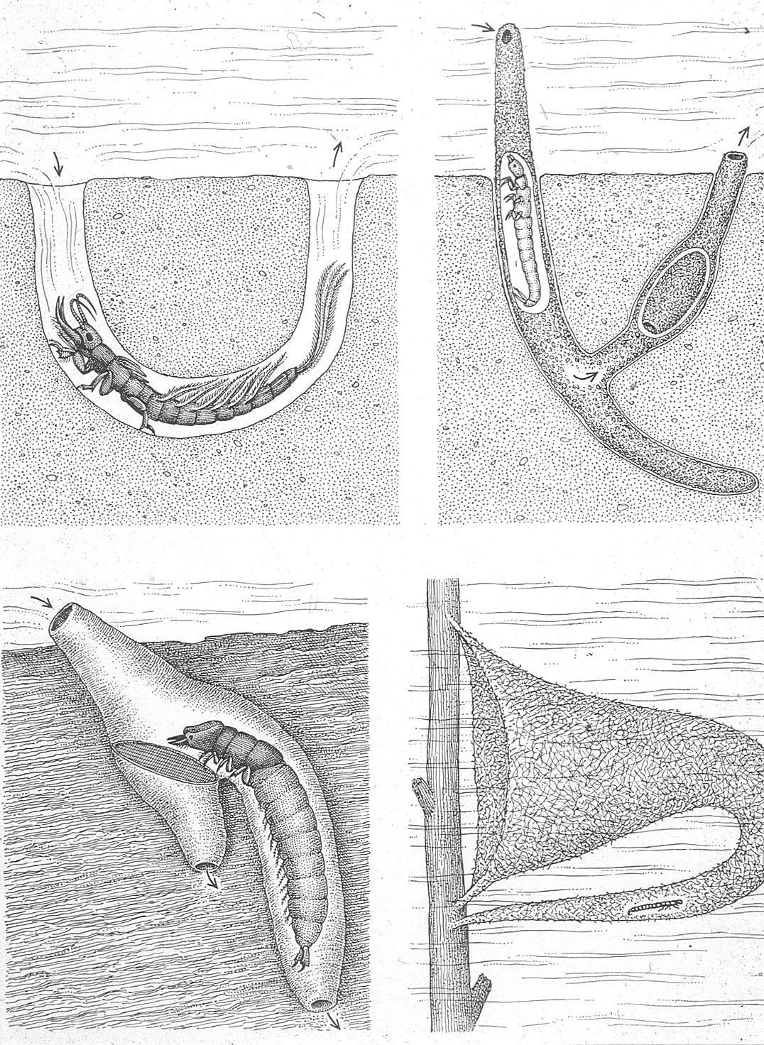 Figure 42. Filter feeding macroinvertebrates.