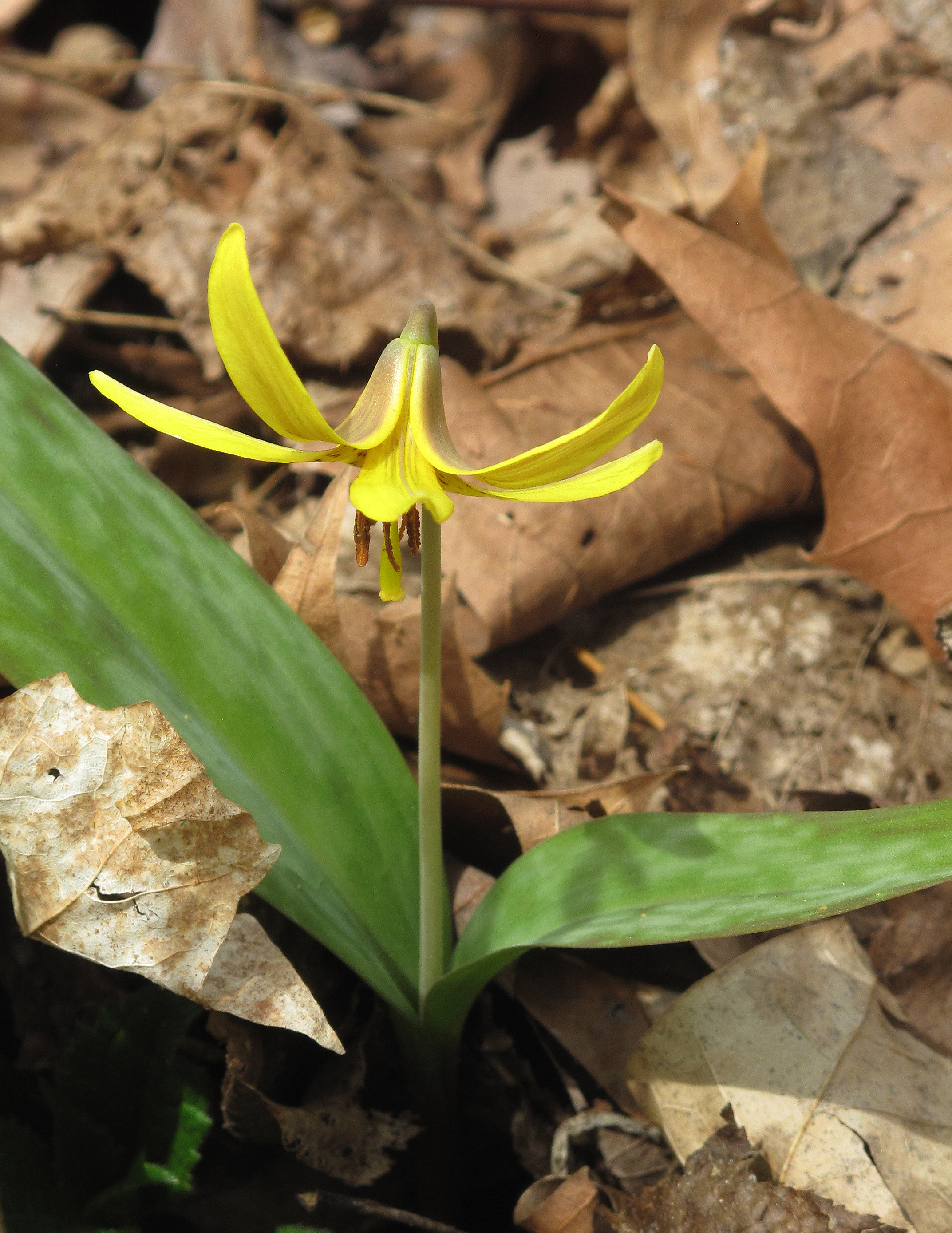Trout Lily ( Erythronium americanum )