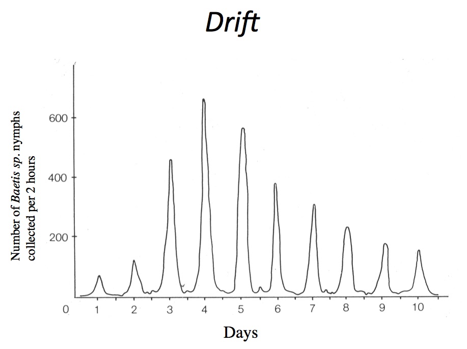 Figure 45. Diurnal drift pattern for Baetis nymphs.