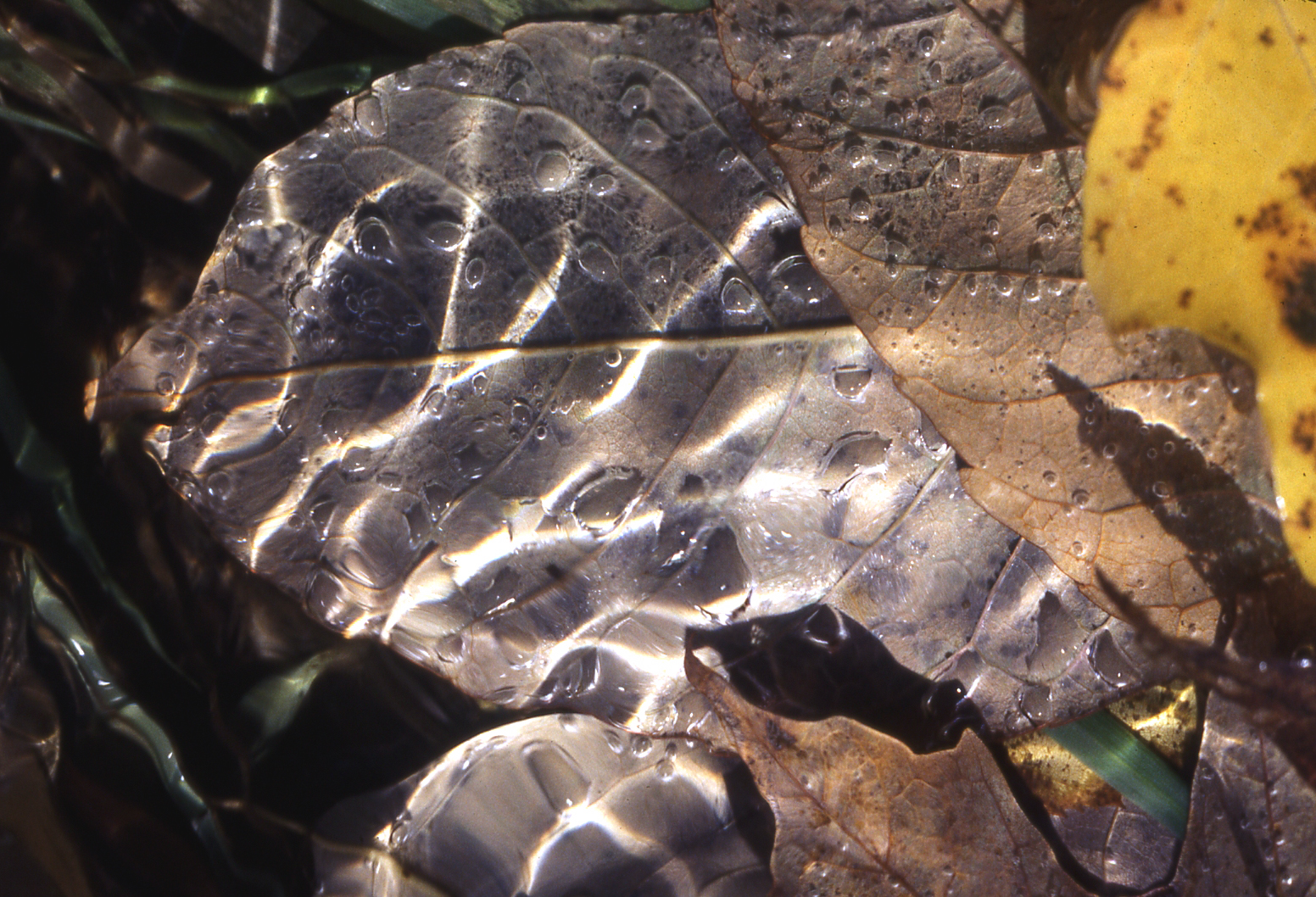 Rotting leaves.