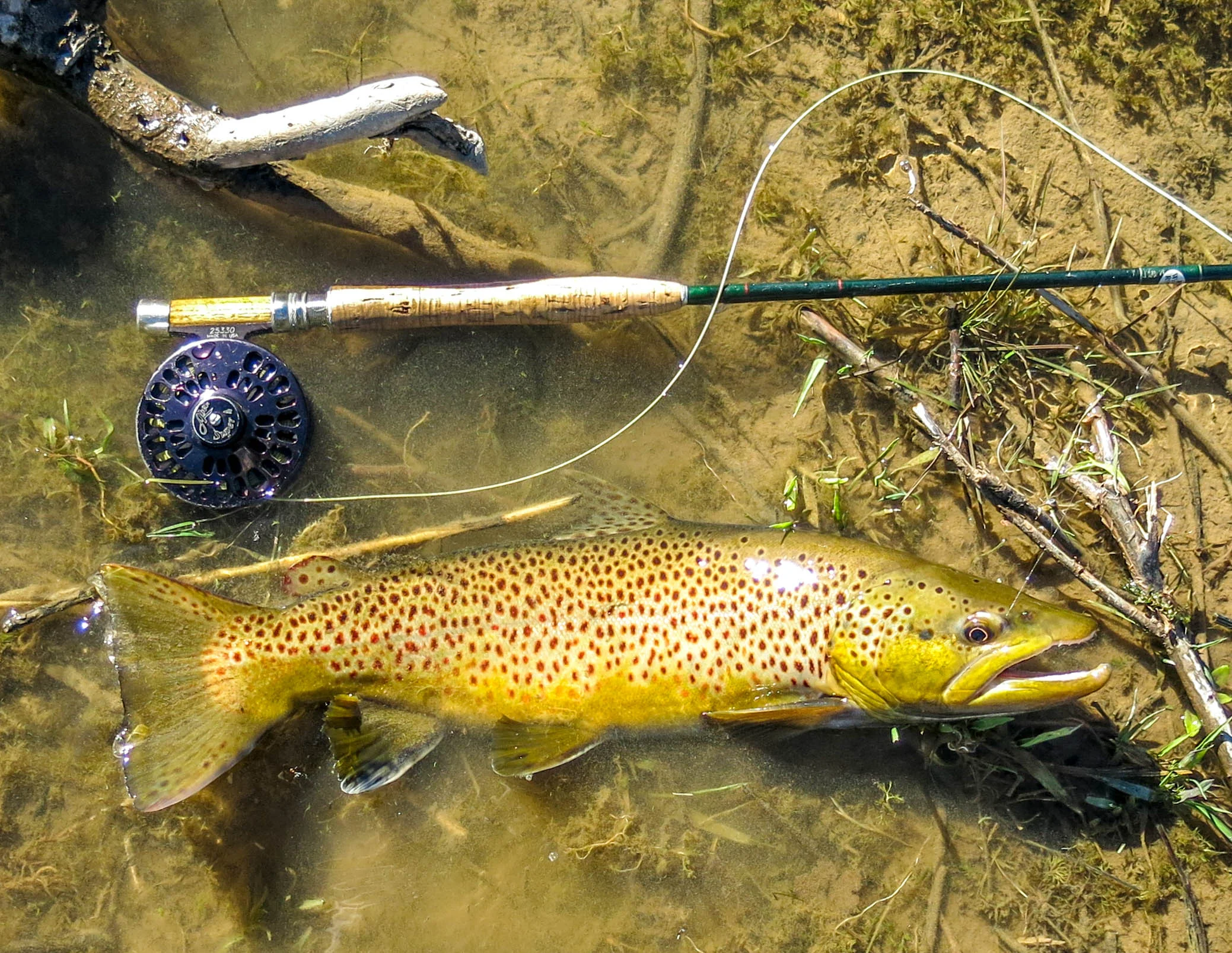 Brown Trout — The Living River
