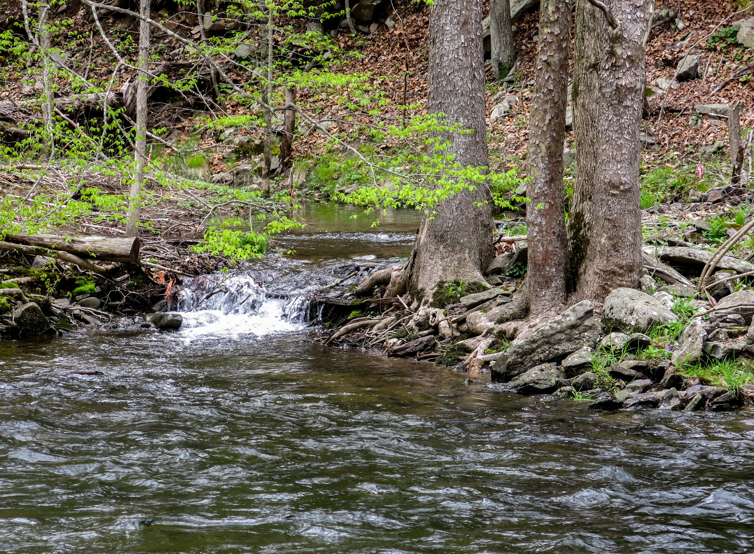 Feeder Stream — The Living River