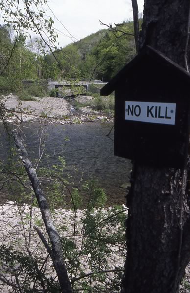 Feeder Stream — The Living River