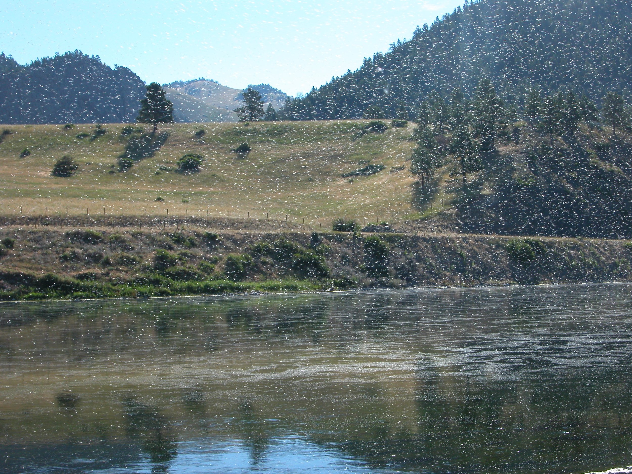 'Summer snow' (Trico hatch), Missouri River, Montana