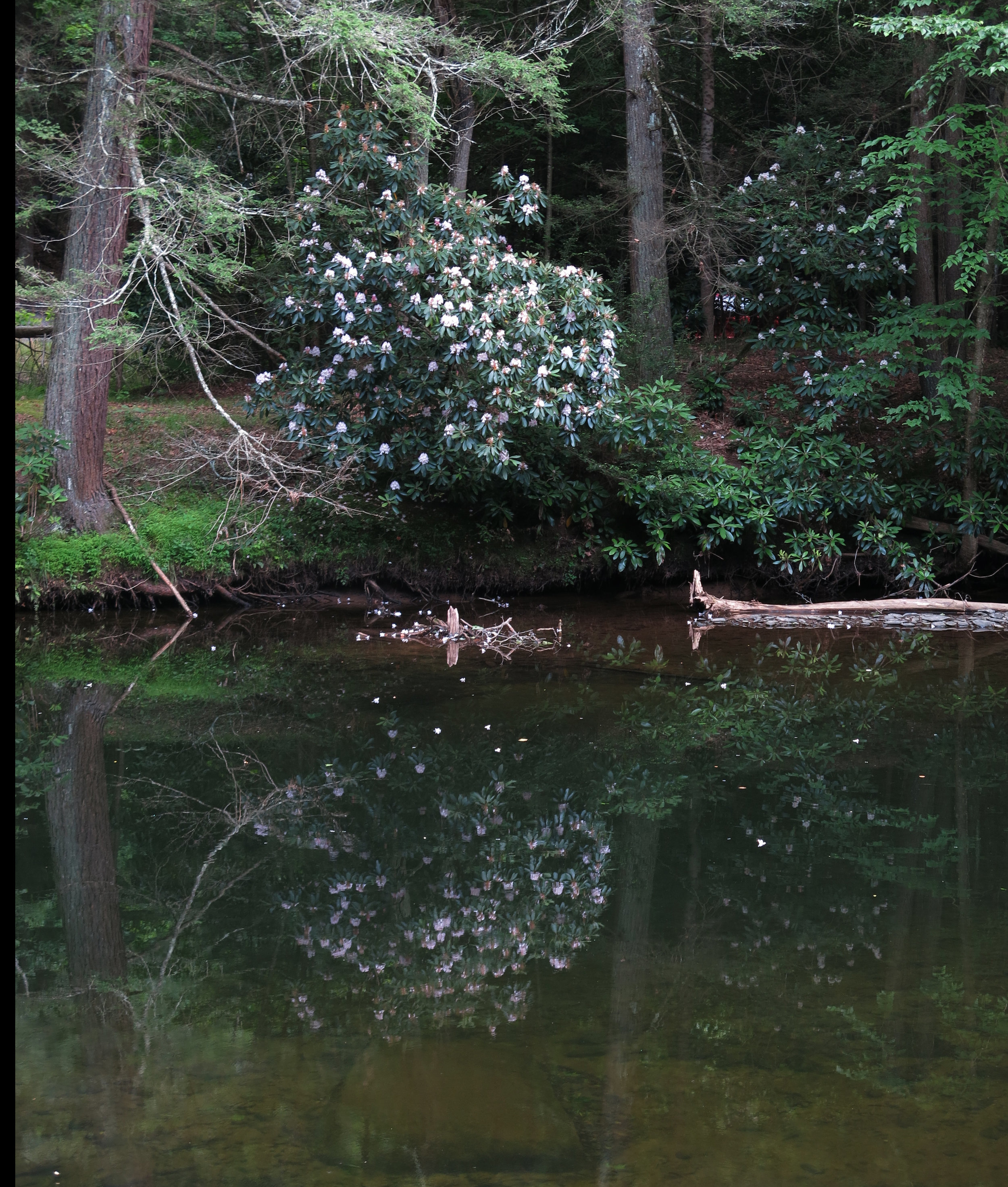 Figure 39 . Rotting log in Willowemoc Creek, New York.