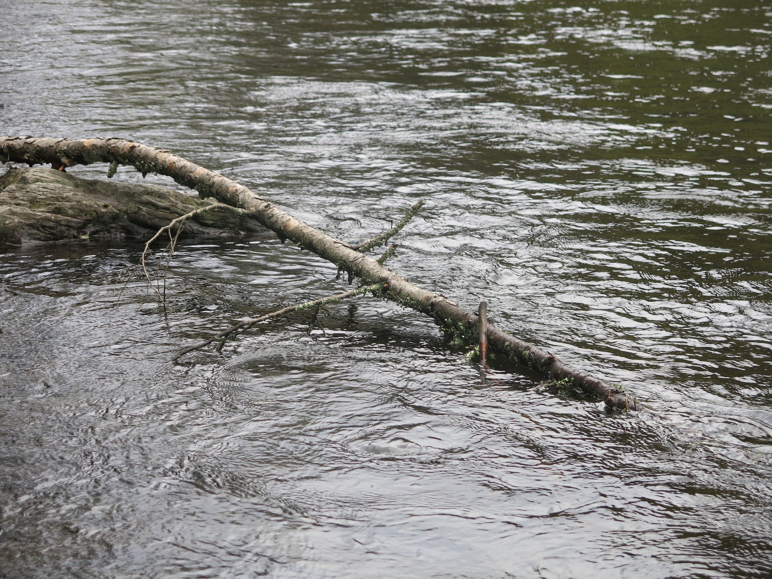 Rotting log in water.