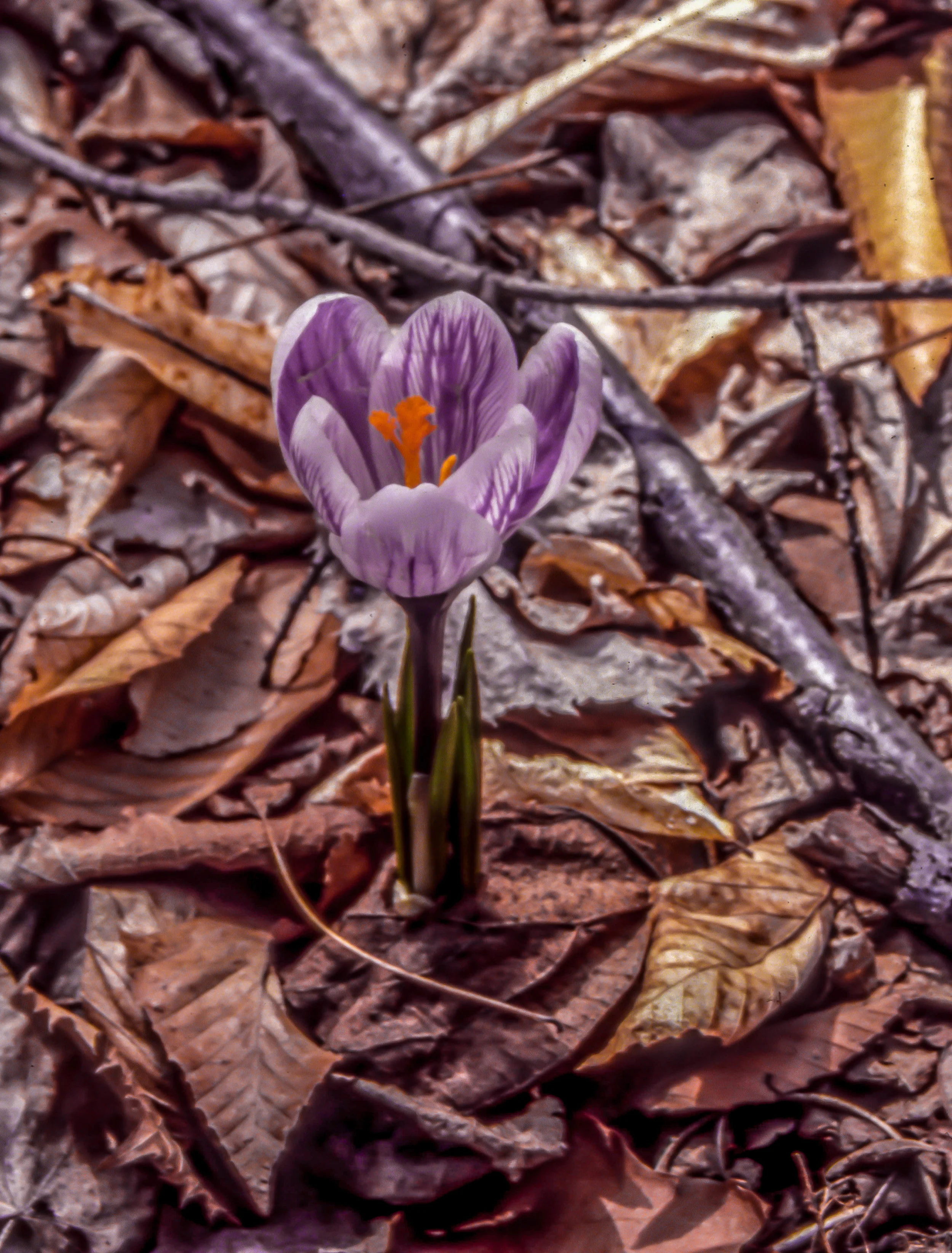 Figure 43. Crocus penetrating leaves.