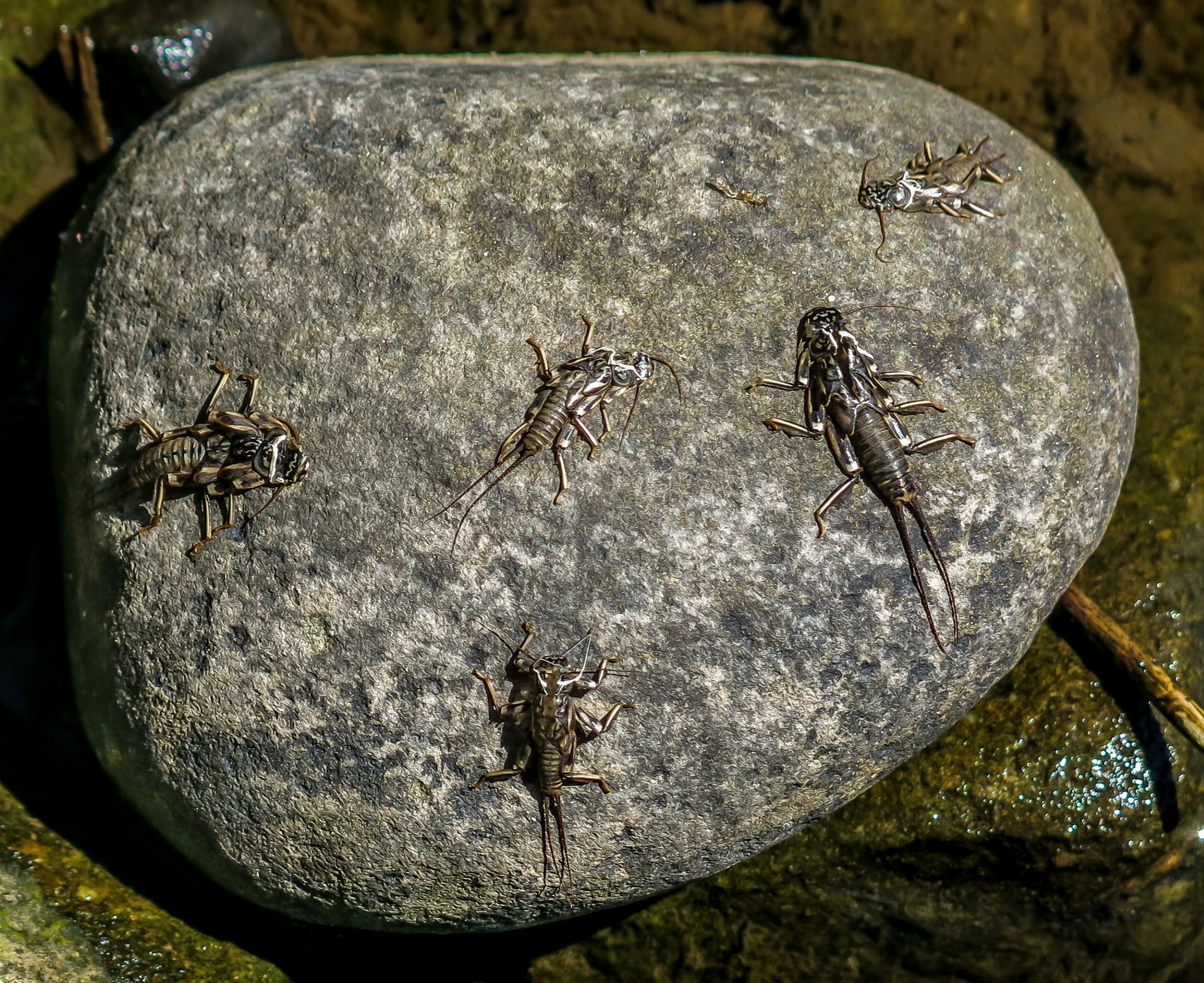 Stone Fly nymphal shucks.