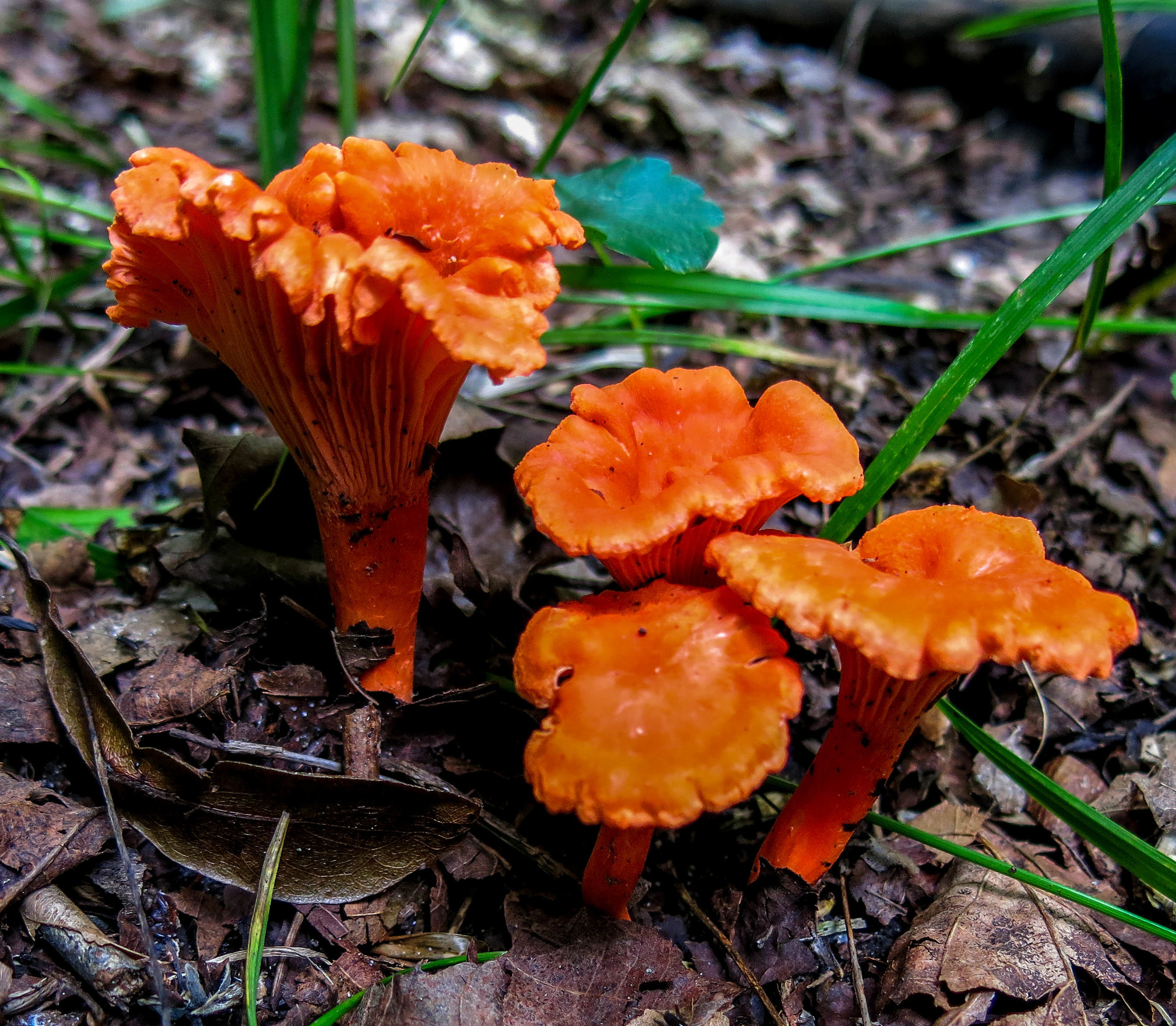 False chanterelles.