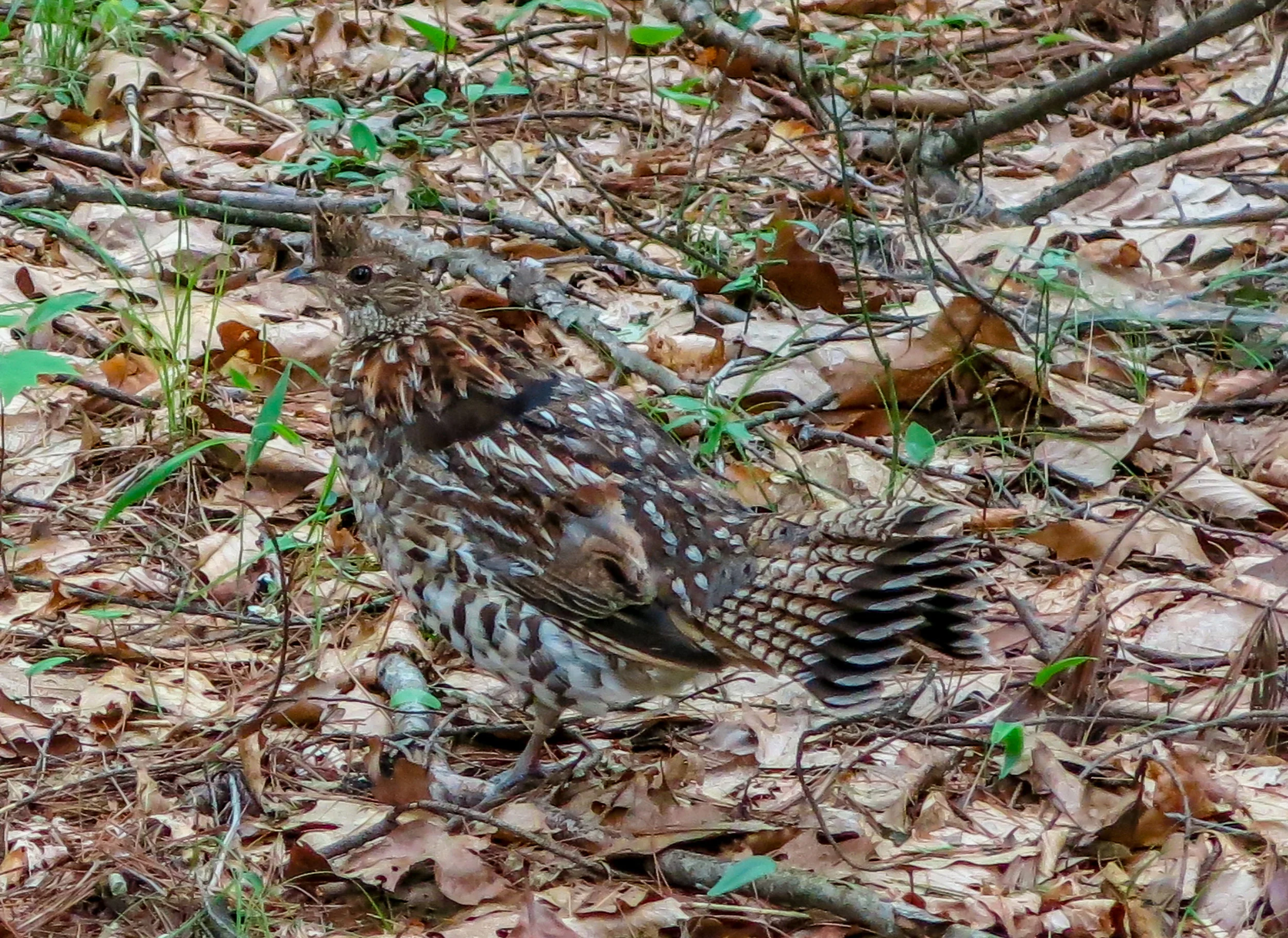 Grouse.