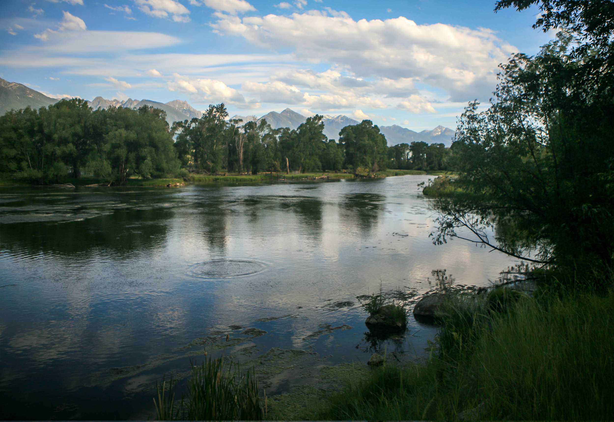 Depuys Spring Creek, Paradise Valley, Livingston, Montana.