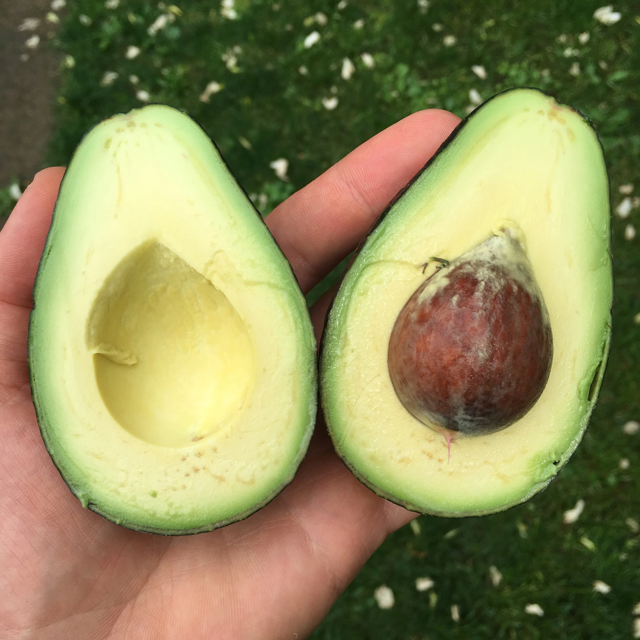 The Perfect Avocado - The Talk of Legends.JPG