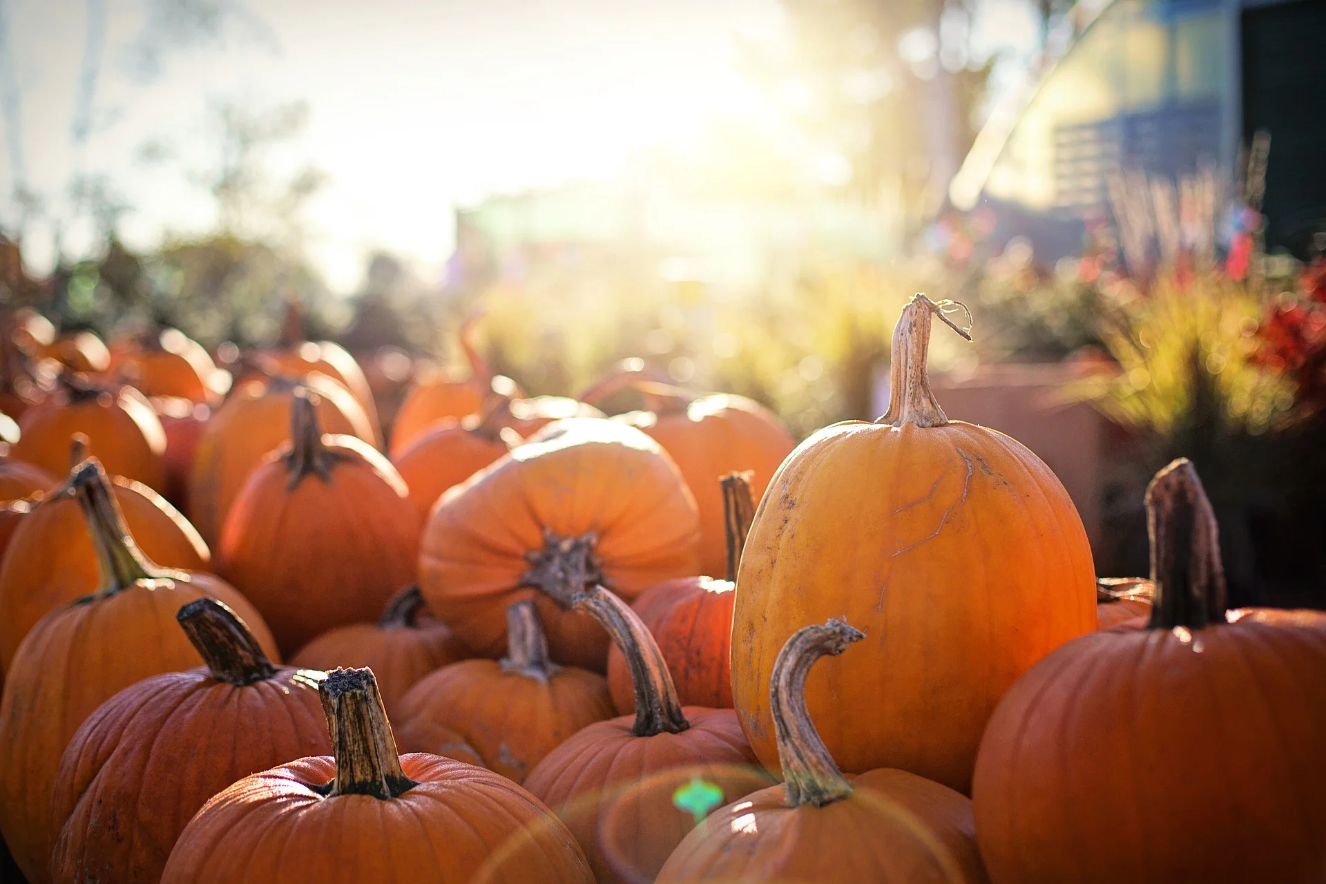 pumpkins-2871265_1920.jpg