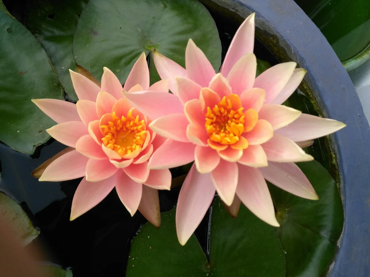 home lotus.jpg