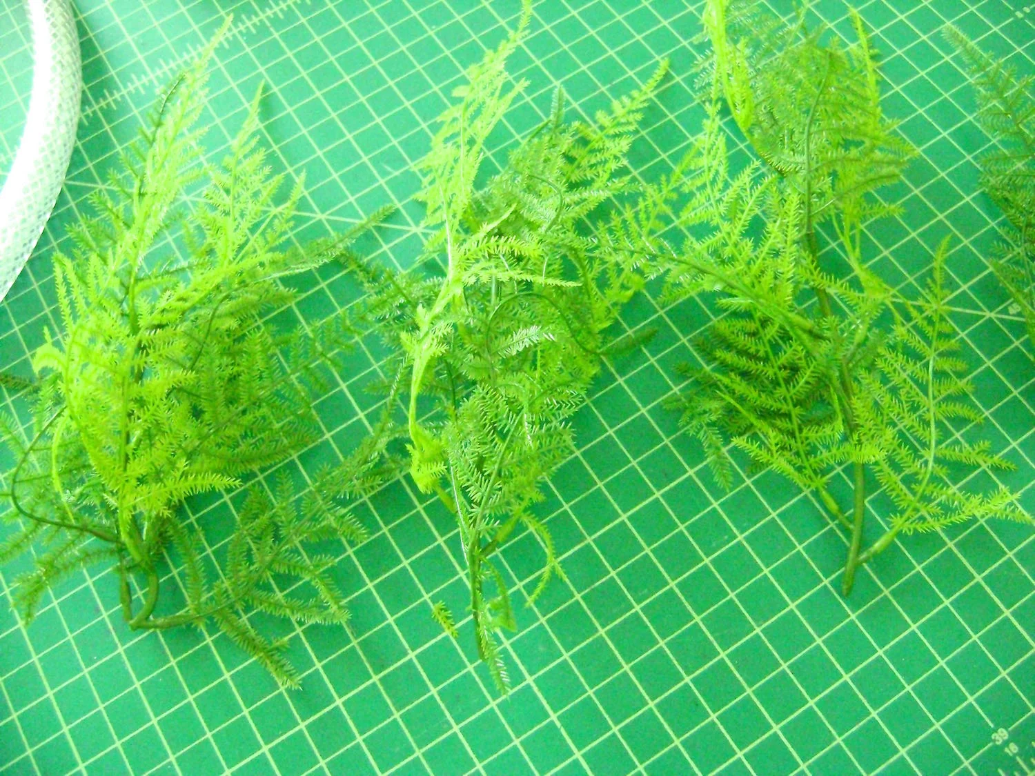 step 3 - If your greens are a garland like mine were, cut them into pieces measuring about 6” long.