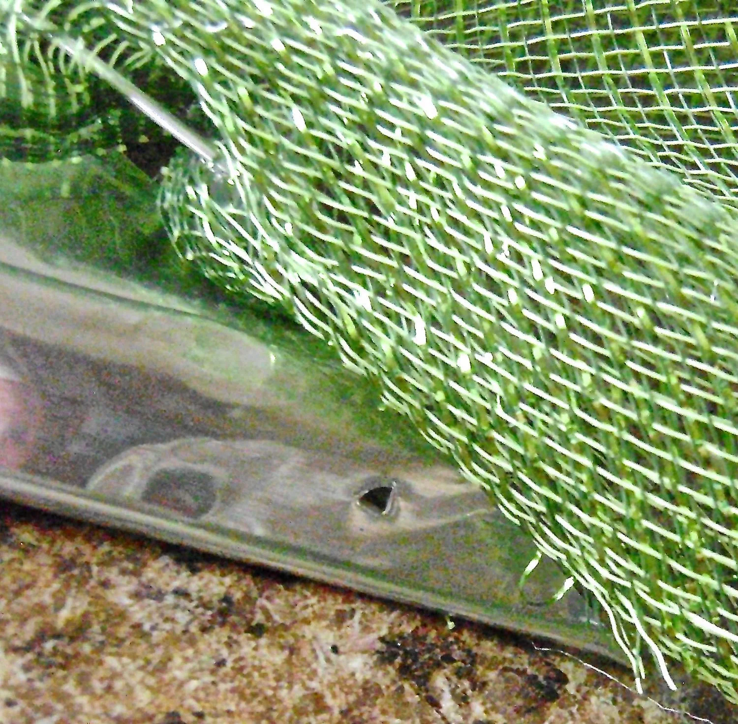 step 7 - Poke a hole in the rimmed edges of the foil where the mesh ends and insert the wire. Curve the wires up and twist the ends together. Tuck the ragged mesh edges inside the fabric and hot glue the folds together to form a clean edge.