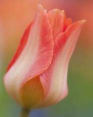 The captivating image of one tulip motivated my color choice for this project.