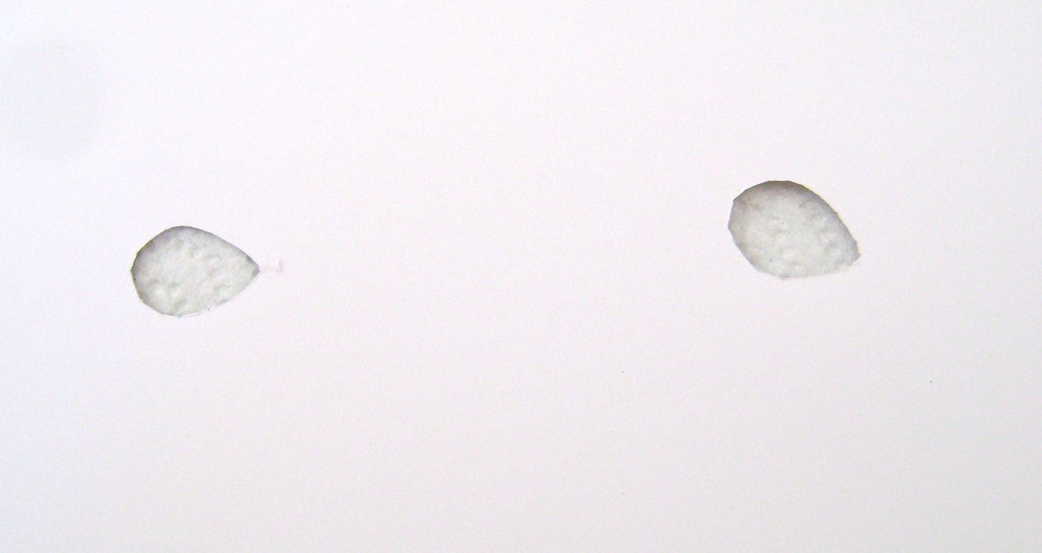 step 11 - Cut teardrop shapes into a piece of card stock to use as a stencil for airbrushing black seeds on the mat. If you’re comfortable with your artistic ability, draw the seeds free hand with a permanent marker.