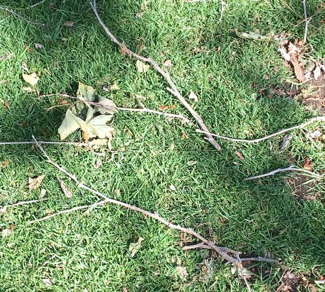step 17 - The Branches and Greens – Collect two sturdy branches that are close in size from your yard, or a park.